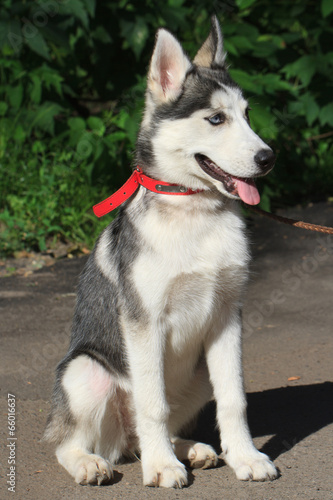 a four-month female husky puppy