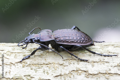 Carabus ulrichii / ground beetle