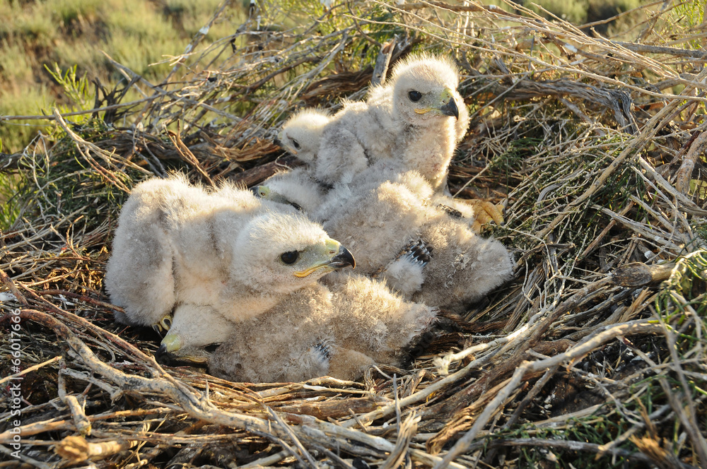 Fototapeta premium nestling in the nest