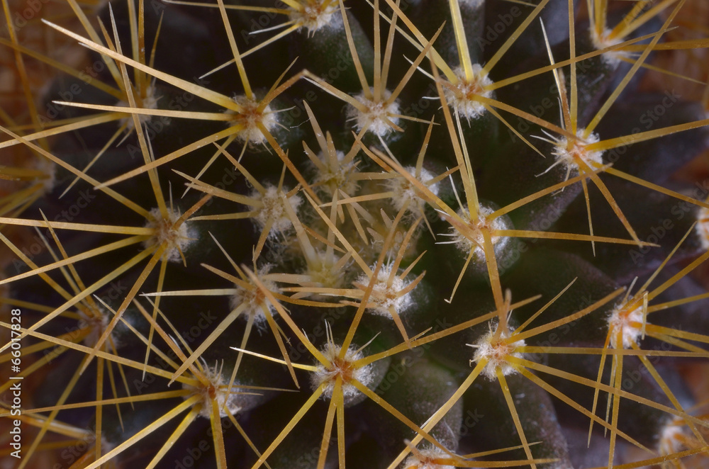 Fototapeta premium cactus