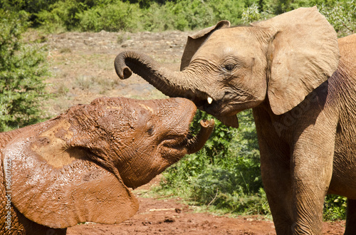 Baby elephants playing photo