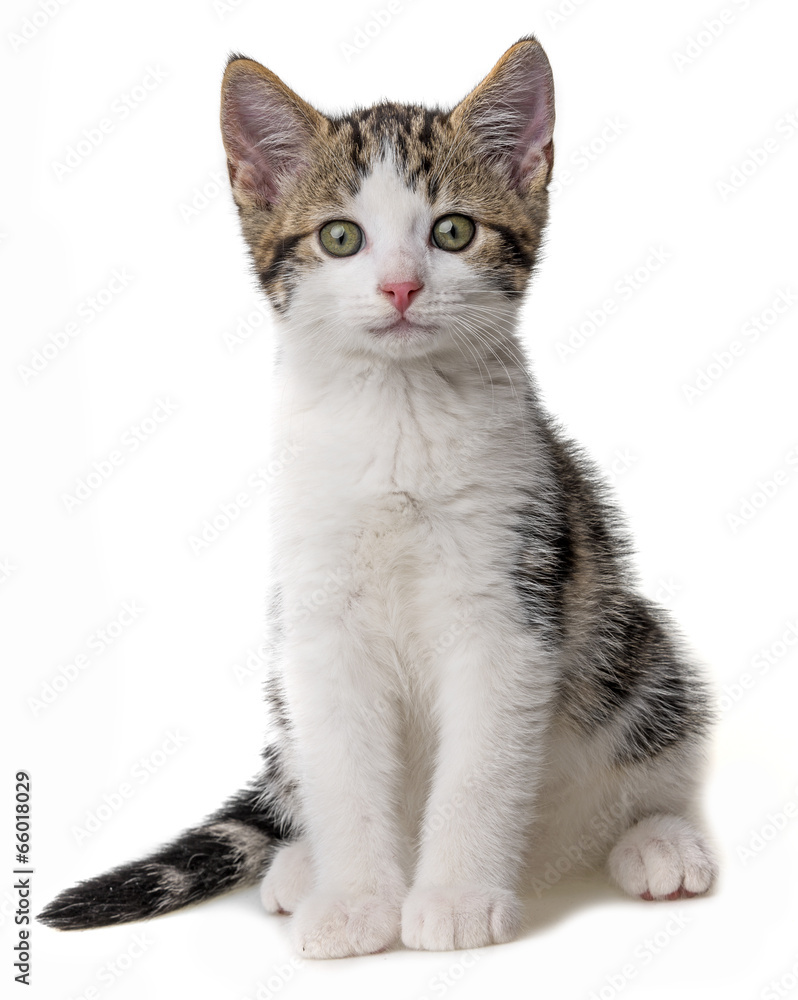 kitten isolated on a white background