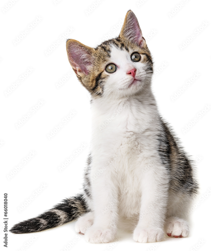 kitten isolated on a white background kitten isolated on a white background