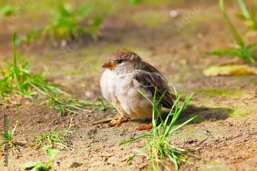Young Sparrow