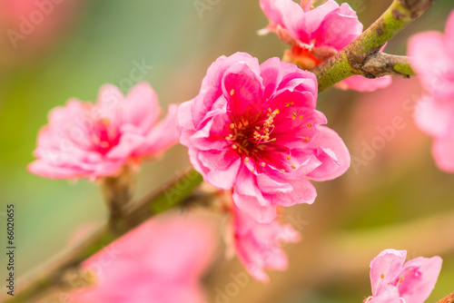 red plum blossoms