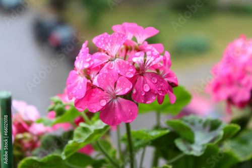 Fototapeta Naklejka Na Ścianę i Meble -  Mokre Pelargonie, Kwiaty po deszczu, kwiaty zmoczone rosa, różowe kwiaty