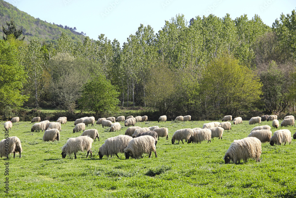 Obraz premium Ovejas