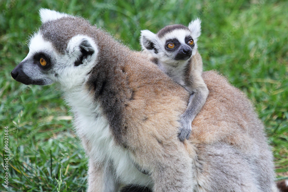 Obraz premium Ring-tailed Lemur Catta with baby