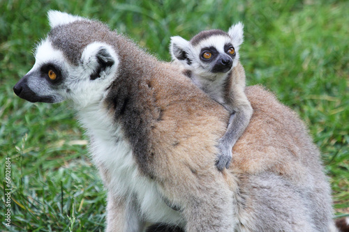 Ring-tailed Lemur Catta with baby