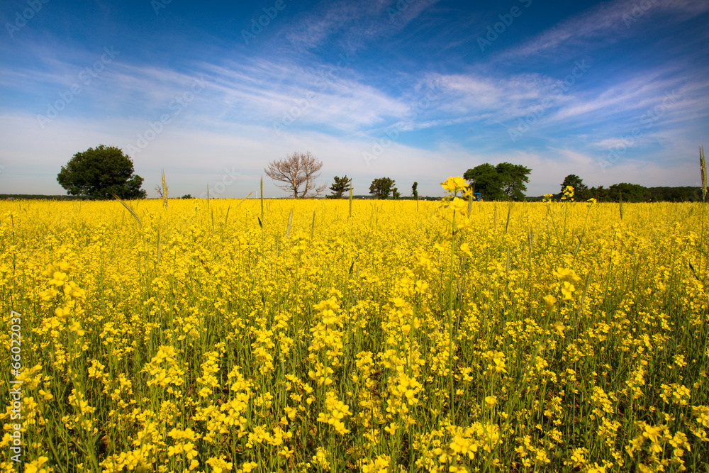 Beautiful field of yellow crop cover flowers Beautiful field of yellow crop cover flowers