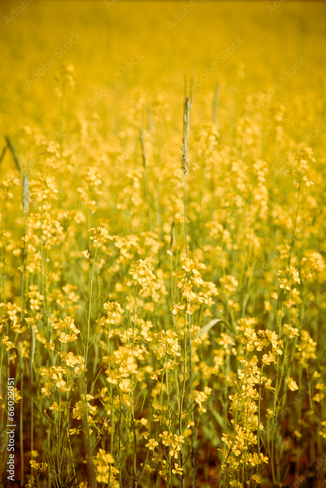 Beautiful field of yellow crop cover flowers