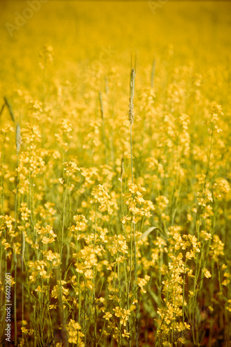 Beautiful field of yellow crop cover flowers © littleny