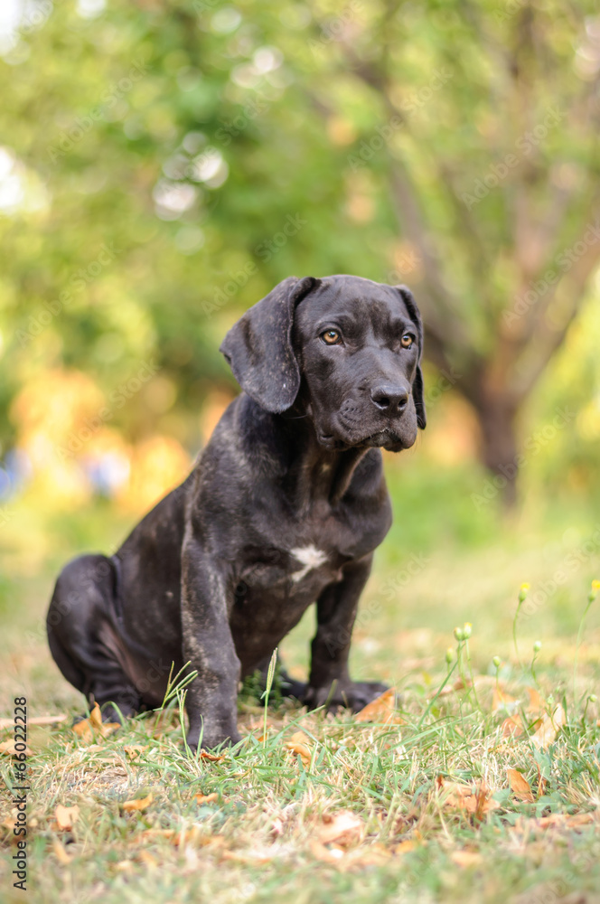 Puppy Sitting In The Grass Puppy Sitting In The Grass