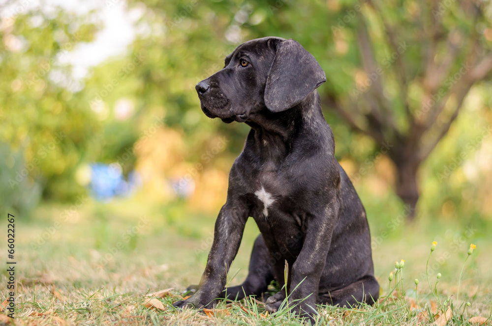 Puppy Sitting In The Grass