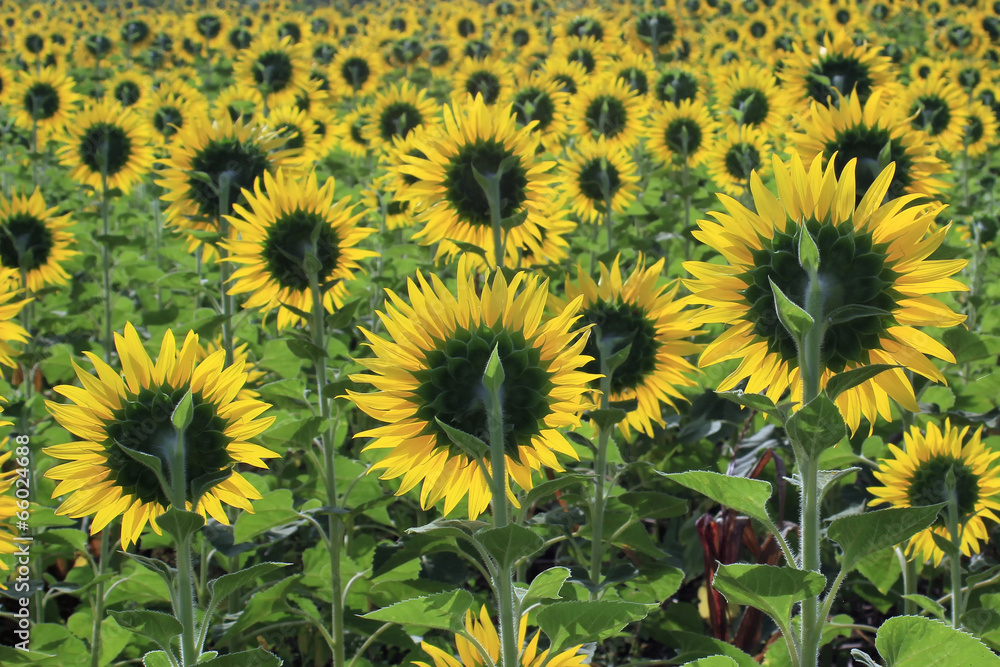 Naklejka premium sunflower