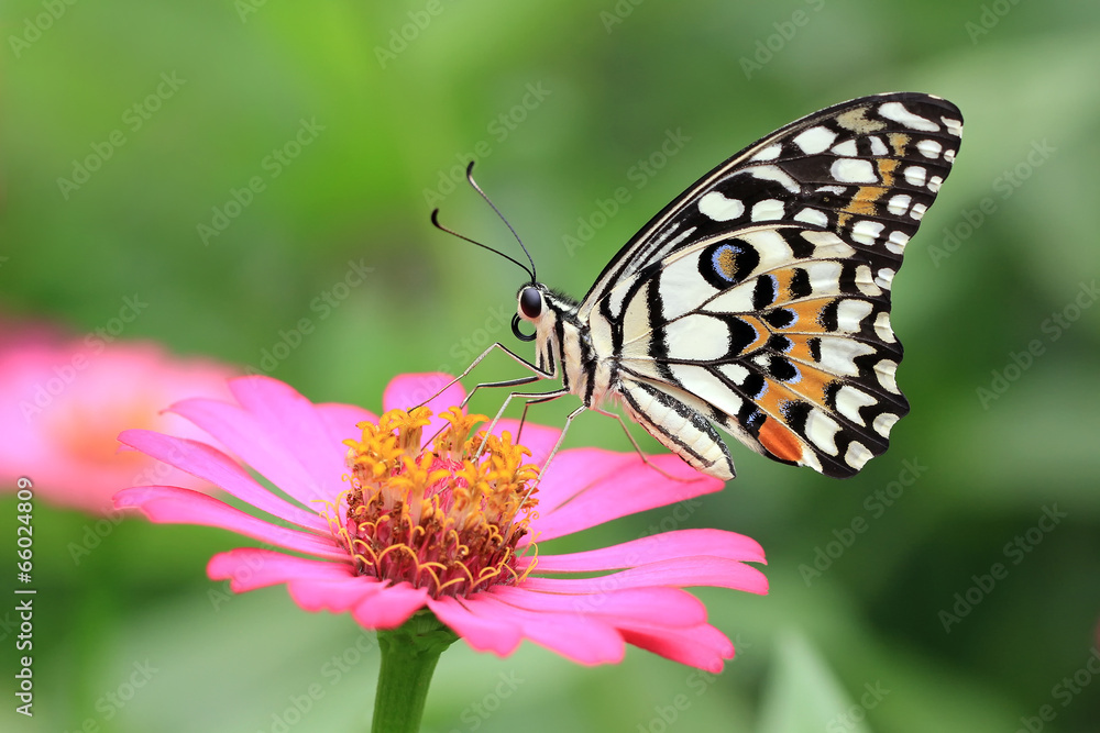 butterfly butterfly