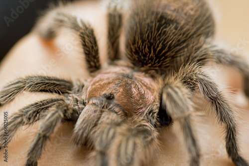 Grammostola rosea