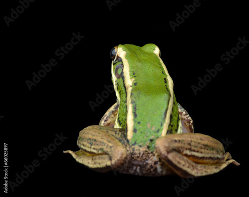 frog photo