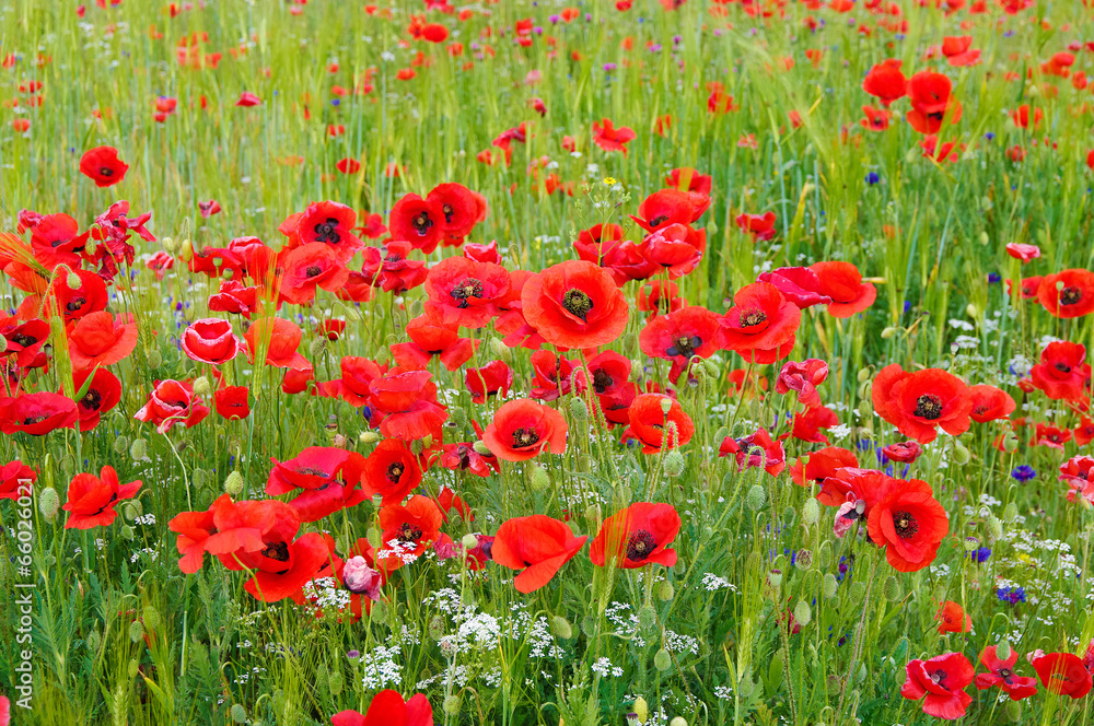 Fototapeta premium Маки