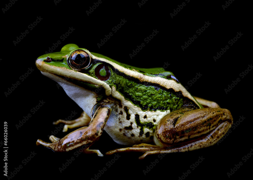 Fototapeta premium frog