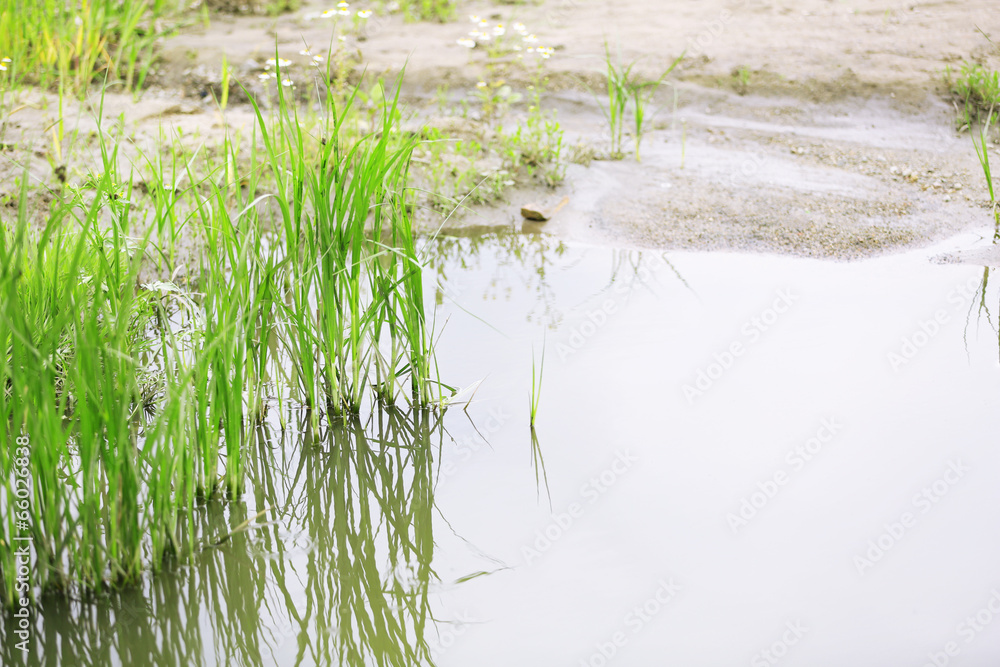 Obraz premium Beautiful green grass in water