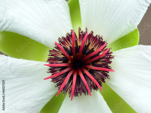 White flowers photo