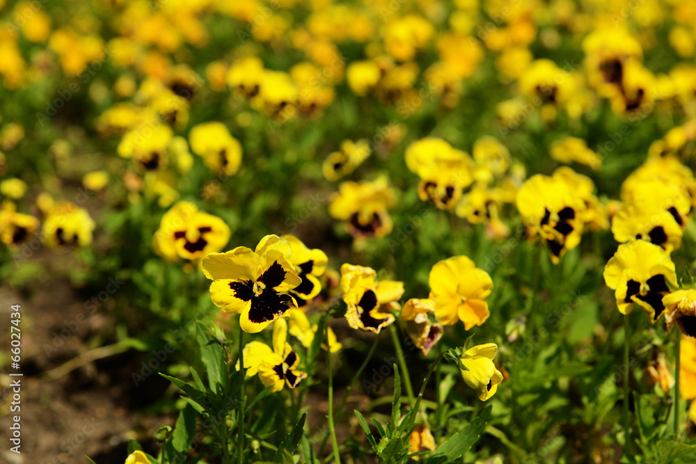 Fototapeta premium Beautiful flowers at park
