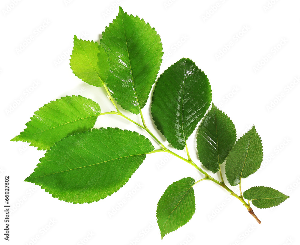 Fototapeta premium Green leaves isolated on white