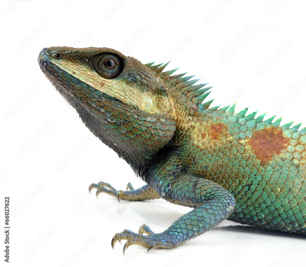 Obraz premium lacerta