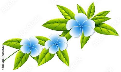 Blooming white flowers