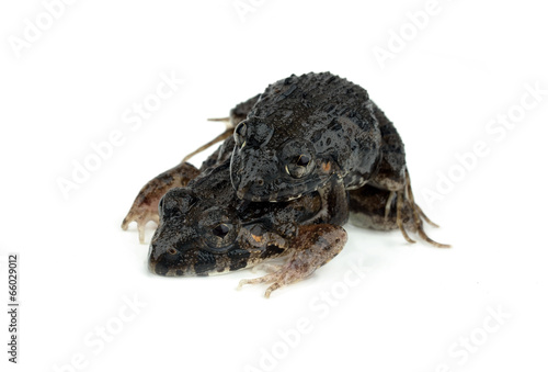 frogs mating on a white background