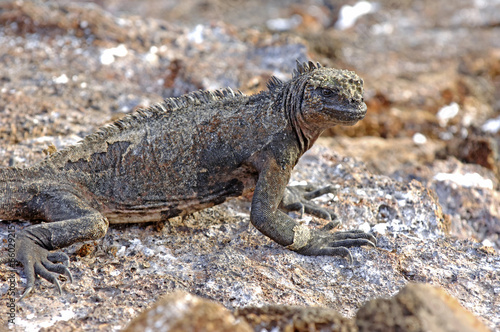 Marine Iguana  Galapagos Islands  Ecuador