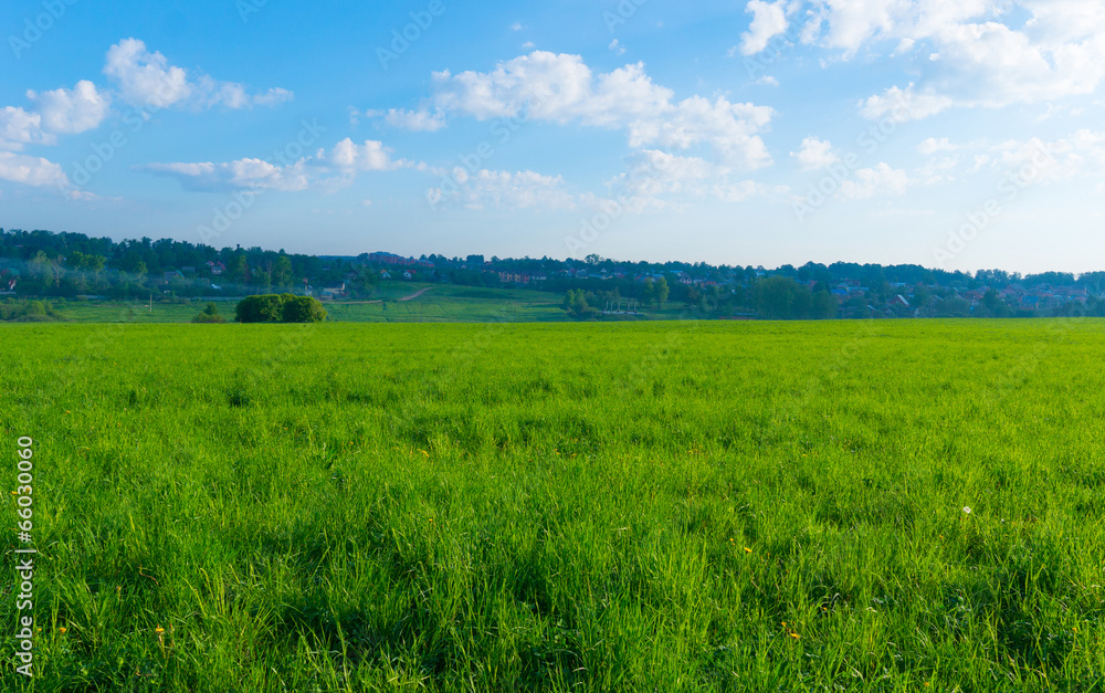 Background landscape field of green grass and blue sky and fores