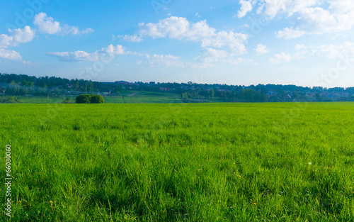 Background landscape field of green grass and blue sky and fores