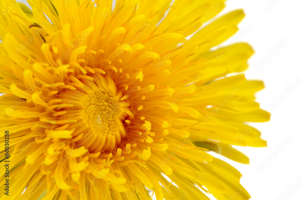Yellow Dandelion Flower Close-Up on White Background Yellow Dandelion Flower Close-Up on White Background