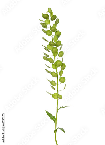 Thlaspi arvense plant
