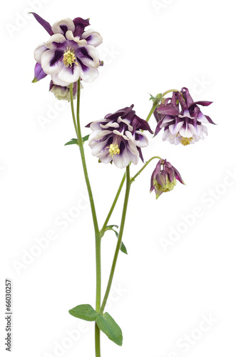 Obraz na plátně Aquilegia vulgaris flower