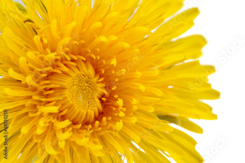 Yellow Dandelion Flower Close-Up on White Background