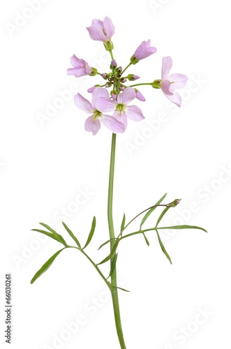 Hesperis matronalis flower