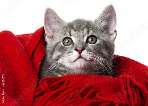 Fototapeta Naklejka Na Ścianę i Meble -  cute kitten with a red scarf