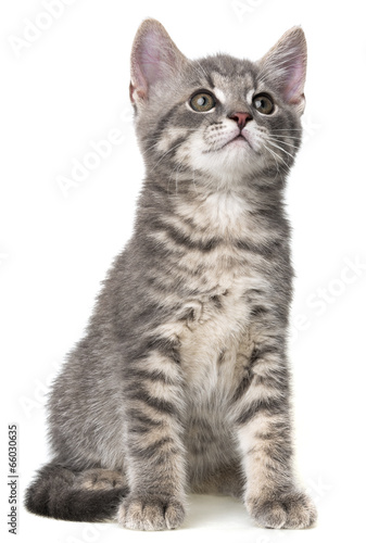 Fototapeta Naklejka Na Ścianę i Meble -  kitten on a white background
