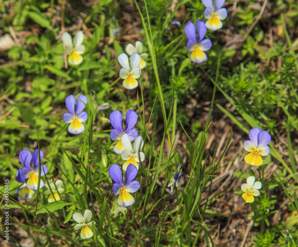 Wild heart's ease flowers in the mountains in summer Wild heart's ease flowers in the mountains in summer