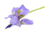 Beautiful Purple Iris Flower Isolated on White Background