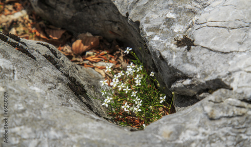 Wild flowers in natural limestone rock environment