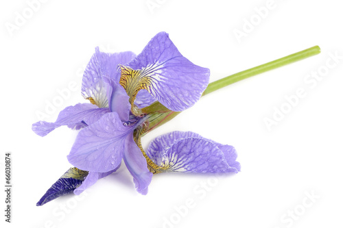 Beautiful Purple Iris Flower Isolated on White Background