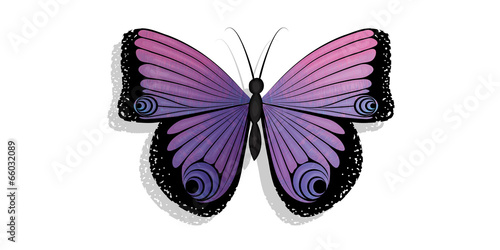 Butterfly isolated