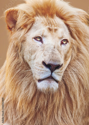 Fototapeta Naklejka Na Ścianę i Meble -  White Male lion portrait