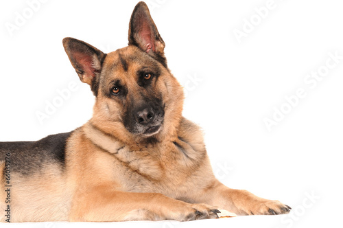 Deutscher Schäferhund liegend