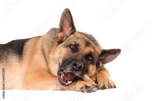 Deutscher Schäferhund mit Kauknochen