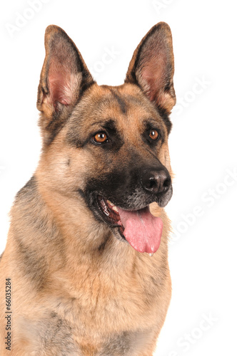 Deutscher Schäferhund Portrait